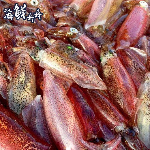 【野生】超低温  手钓小管 400g/盒 商品图1