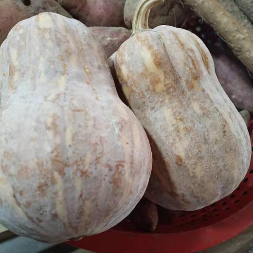 芋香南瓜 商品图0