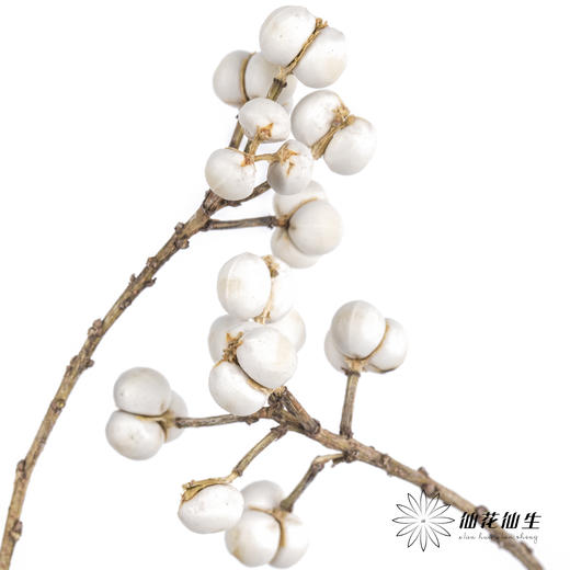 配果 | 白果（运输会少量掉果 介意者慎拍） 商品图3