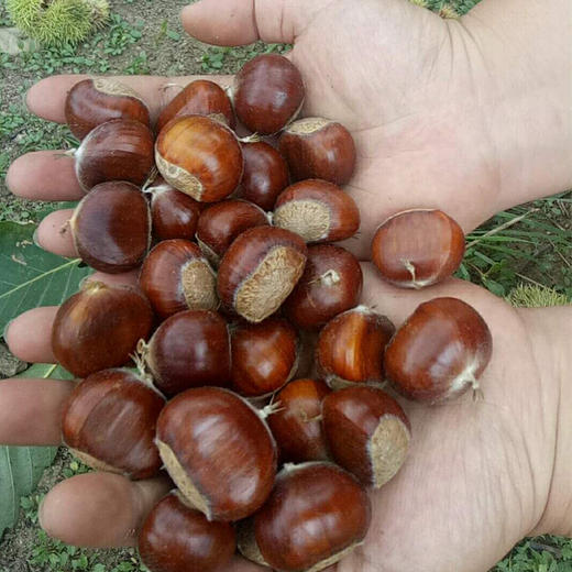 迁西板栗 又甜又糯 地标核心产区 匠心生态 百年古树 包邮|百里食 商品图4
