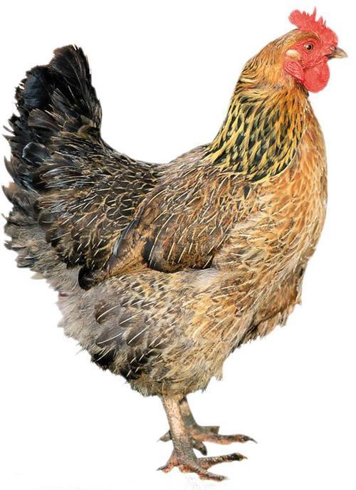 散养柴母鸡（2.5斤） 商品图0