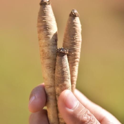 深山高海拔半野生 独角甜当归 2/5斤装（口感香甜粉糯）  顺丰快递 商品图2