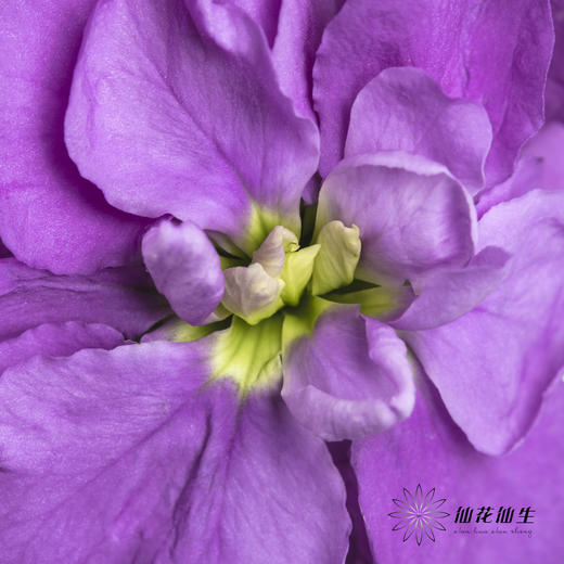 配花 | 紫罗兰紫色(季节原因,把头较小.介意慎拍) 商品图1