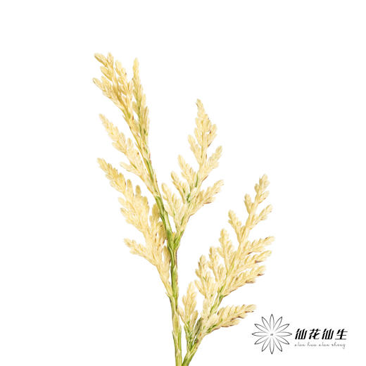 叶材 | 金线柏 商品图4
