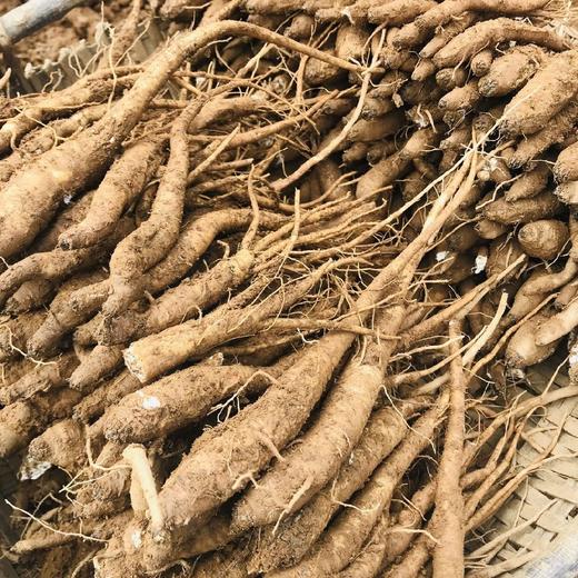 深山高海拔半野生 独角甜当归 2/5斤装（口感香甜粉糯）  顺丰快递 商品图5