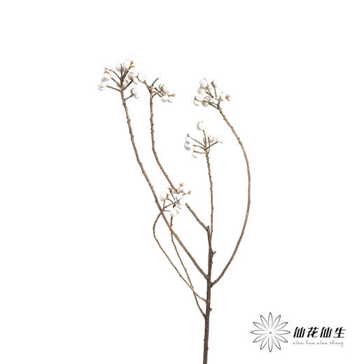 配果 | 白果（运输会少量掉果 介意者慎拍） 商品图7