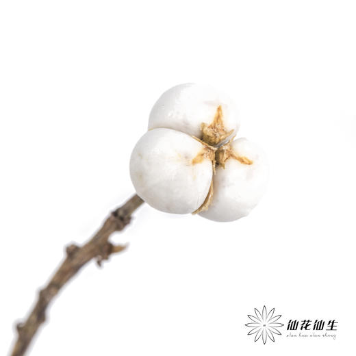 配果 | 白果（运输会少量掉果 介意者慎拍） 商品图2