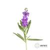 配花 | 紫罗兰紫色(季节原因,把头较小.介意慎拍) 商品缩略图6