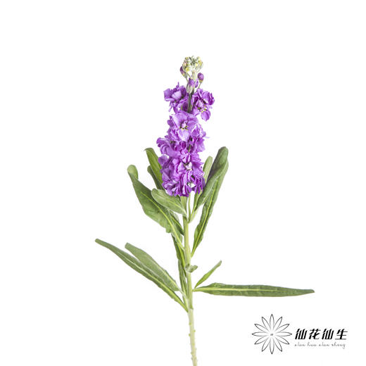 配花 | 紫罗兰紫色(季节原因,把头较小.介意慎拍) 商品图6