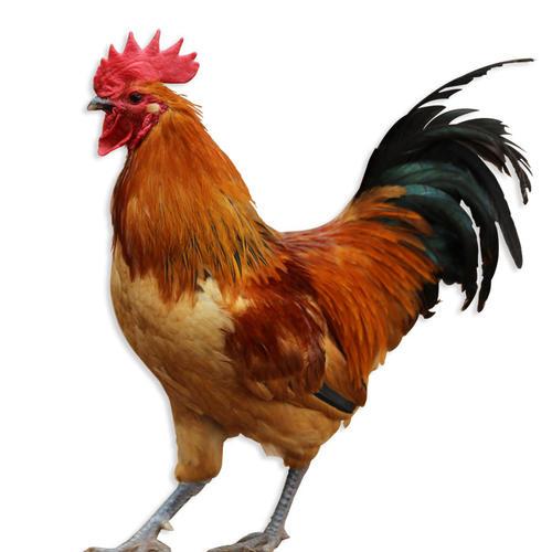 散养柴公鸡(4斤左右） 商品图0