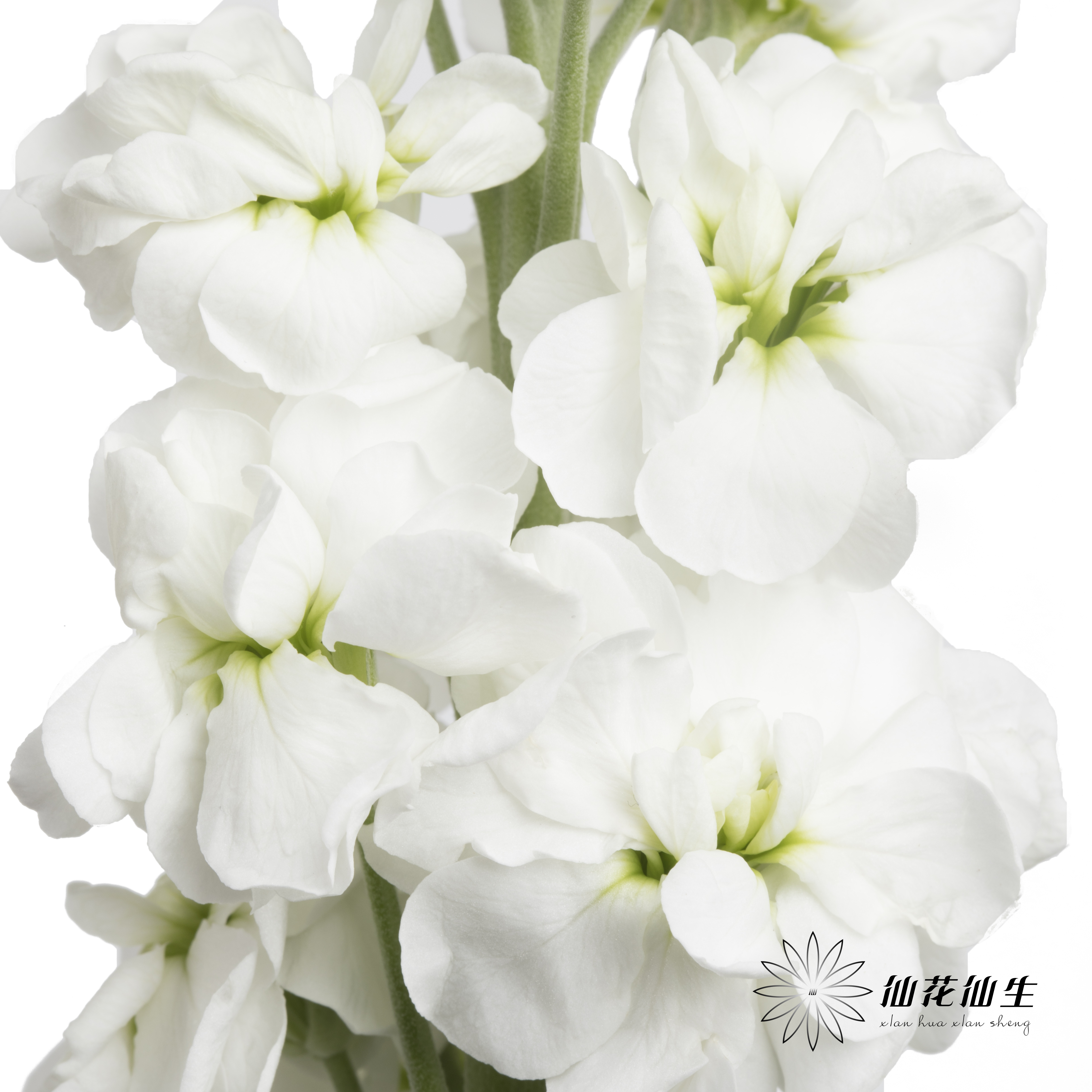 配花 | 紫罗兰白色(季节原因,把头较小.介意慎拍)