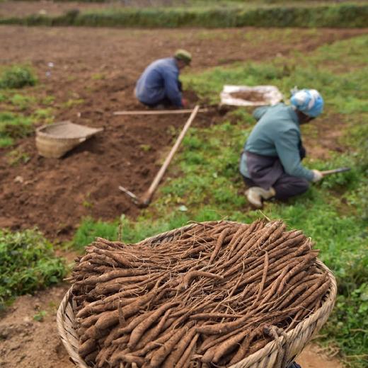 深山高海拔半野生 独角甜当归 2/5斤装（口感香甜粉糯）  顺丰快递 商品图8