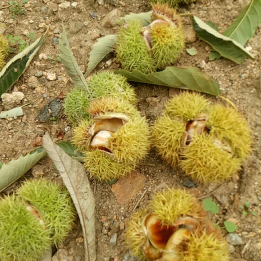 迁西板栗 又甜又糯 地标核心产区 匠心生态 百年古树 包邮|百里食 商品图3