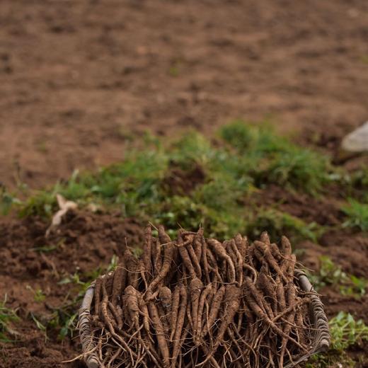 深山高海拔半野生 独角甜当归 2/5斤装（口感香甜粉糯）  顺丰快递 商品图10