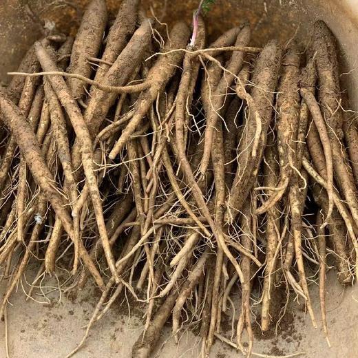 深山高海拔半野生 独角甜当归 2/5斤装（口感香甜粉糯）  顺丰快递 商品图4