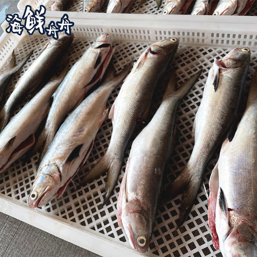 【野生】超低温 午鱼（马友鱼）500g/2-3条 商品图2