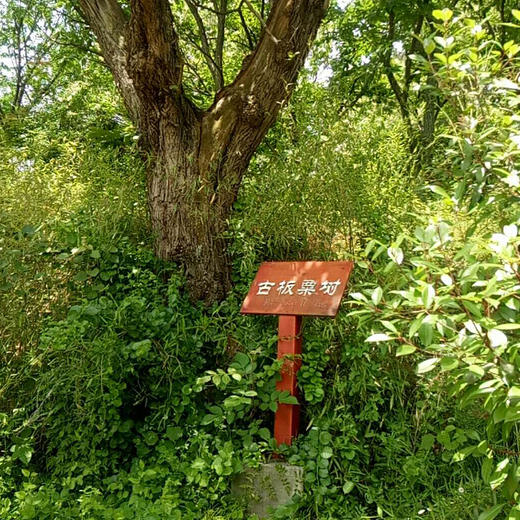 迁西板栗 又甜又糯 地标核心产区 匠心生态 百年古树 包邮|百里食 商品图1