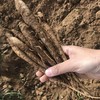 深山高海拔半野生 独角甜当归 2/5斤装（口感香甜粉糯）  顺丰快递 商品缩略图7