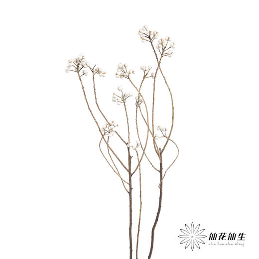 配果 | 白果（运输会少量掉果 介意者慎拍） 商品图6