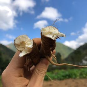 深山高海拔半野生 独角甜当归 2/5斤装（口感香甜粉糯）  顺丰快递