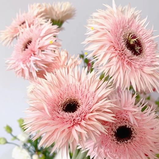 拉丝弗朗太阳花