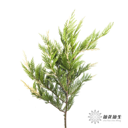 叶材 | 金线柏 商品图7