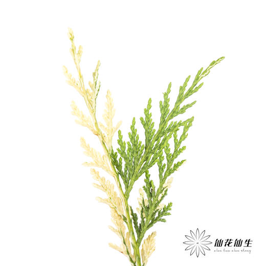 叶材 | 金线柏 商品图2