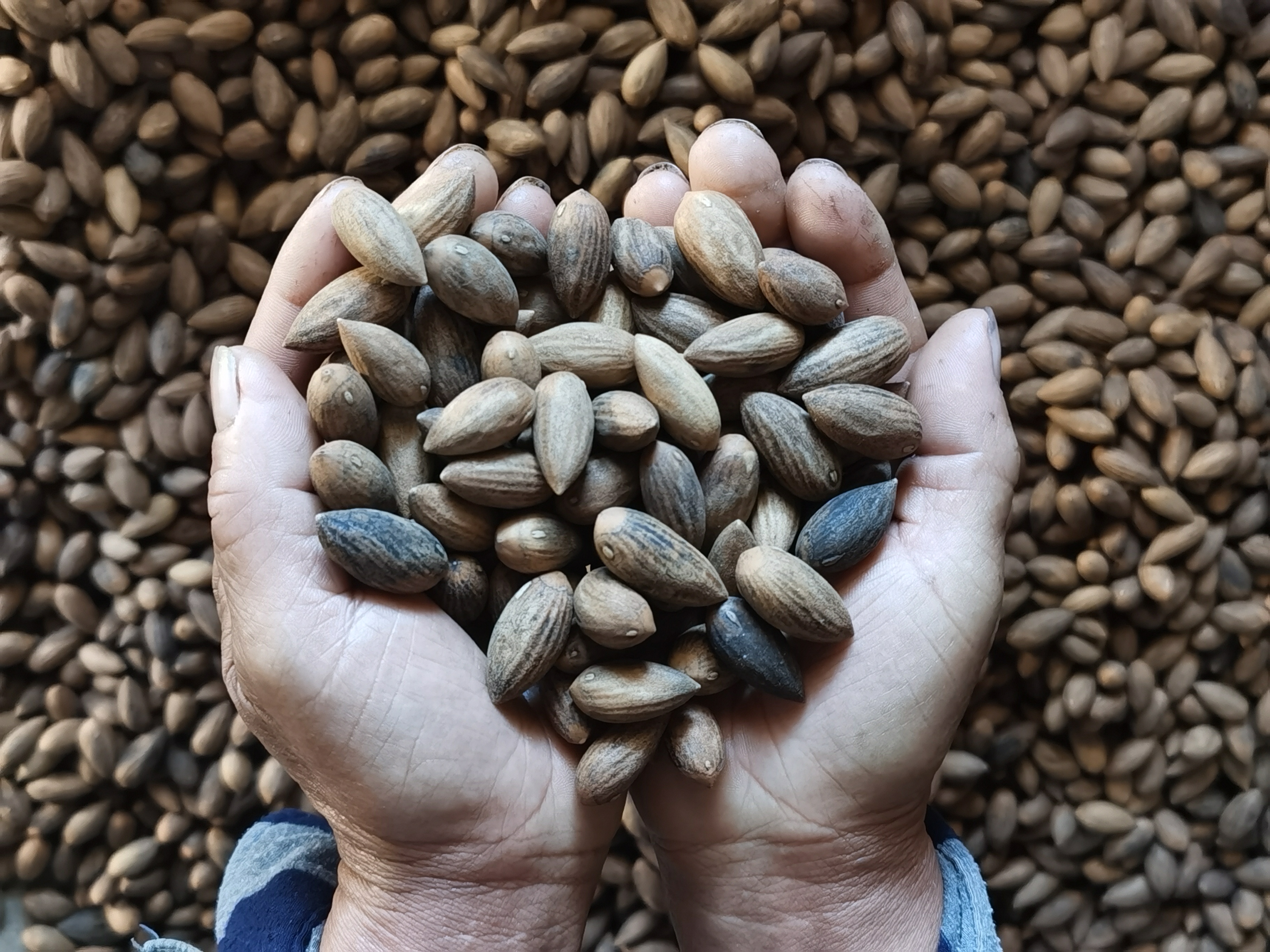 东阳特产香榧 2025新货 新摘现炒 坚果零食 壳薄好剥 口感松脆  包邮