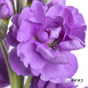 配花 | 紫罗兰紫色(季节原因,把头较小.介意慎拍) 商品缩略图2