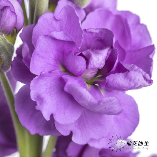 配花 | 紫罗兰紫色(季节原因,把头较小.介意慎拍) 商品图2