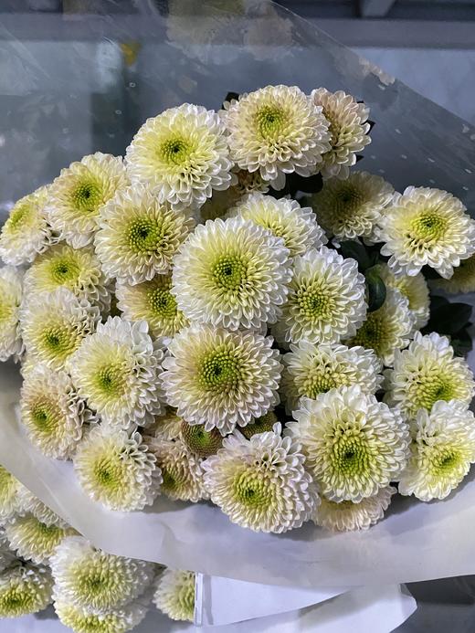 小菊 | 克隆香水 商品图0