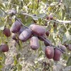 塔河原土灰枣】新疆挂干甜小灰枣 小香栆【基地直邮】 商品缩略图0