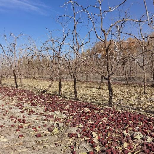 新疆原生态未清洗若羌灰枣 4斤 商品图11