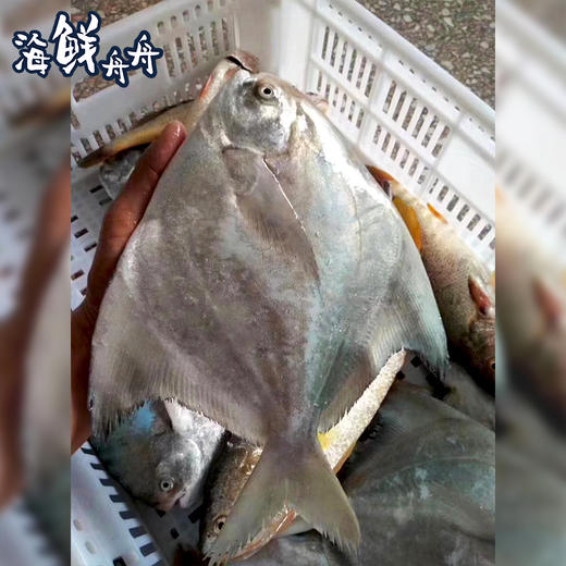 【野生】超低温 大斗鲳 商品图1