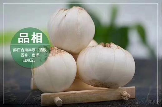 来自兰州的九年生百合 脆嫩甜糯 生食完美 商品图5