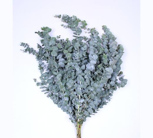 大叶多枝尤加利