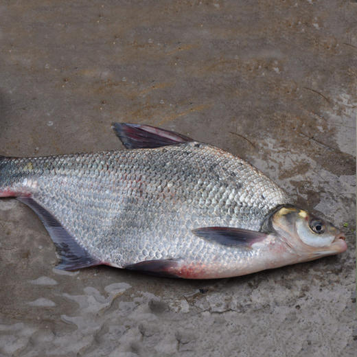 千岛湖鳊鱼约15斤杀前