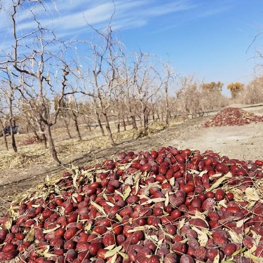 新疆原生态未清洗若羌灰枣 4斤 商品图10