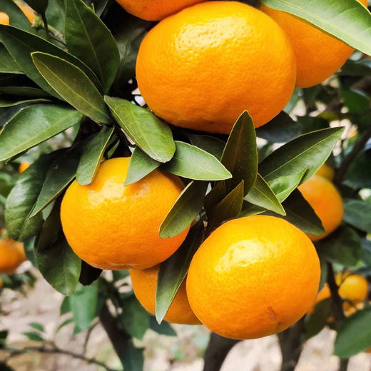 浙江临海涌泉老树蜜橘4A级无核蜜橘 4.5斤彩箱装 商品图3