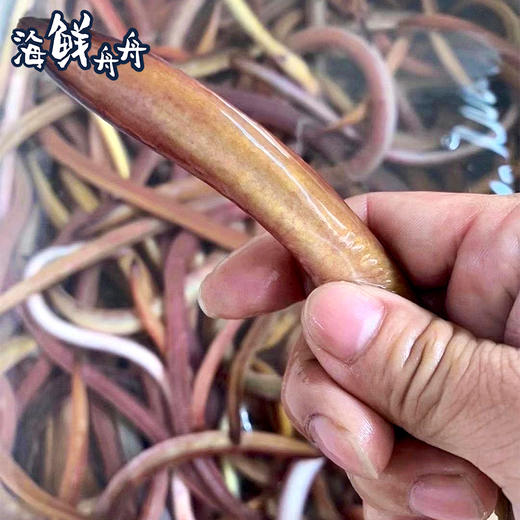 【野生】超低温 活冻血鳗 250克/盒 商品图3