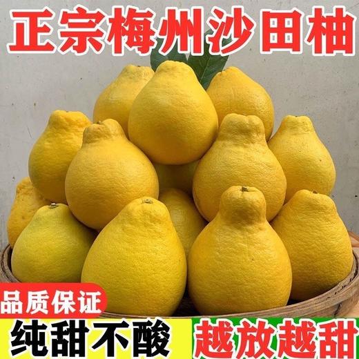 沙田柚 商品图0