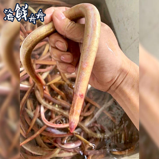 【野生】超低温 活冻血鳗 250克/盒 商品图2