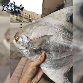 【野生】超低温 大斗鲳