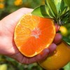 浙江临海涌泉老树蜜橘4A级无核蜜橘 4.5斤彩箱装 商品缩略图1