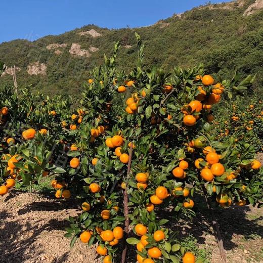 浙江临海涌泉老树蜜橘4A级无核蜜橘 4.5斤彩箱装 商品图7