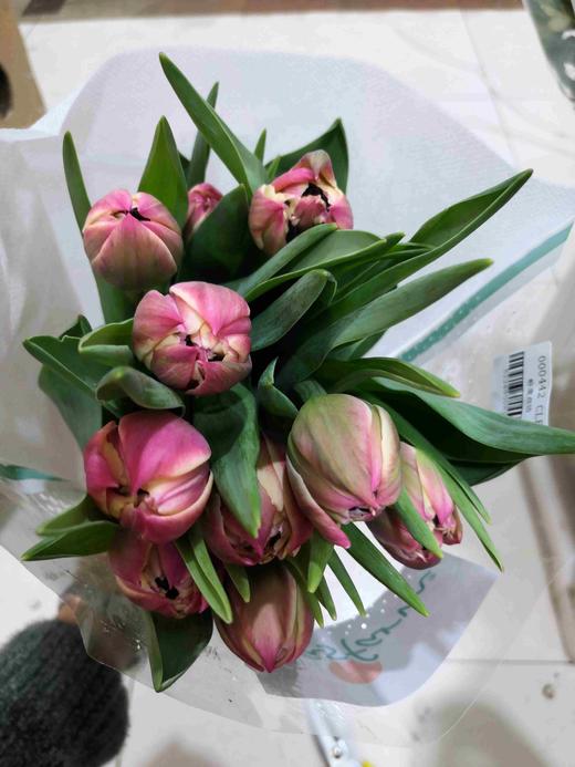 配花-ZY郁金香-重瓣-哥伦布 商品图1