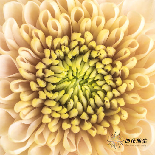 小菊 | 香草冰沙 商品图2