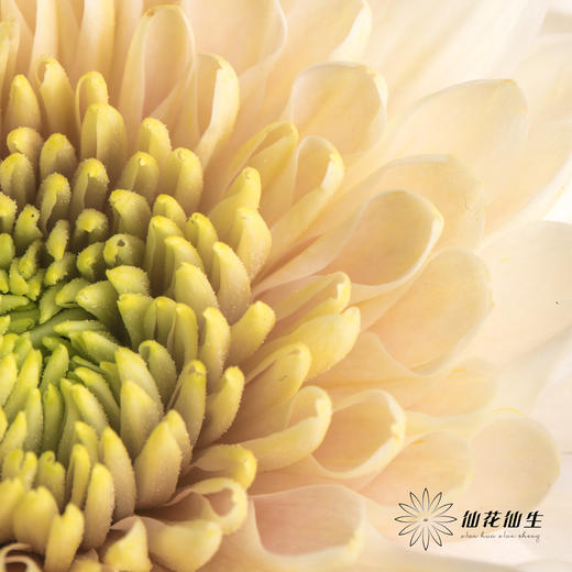 小菊 | 香草冰沙 商品图4