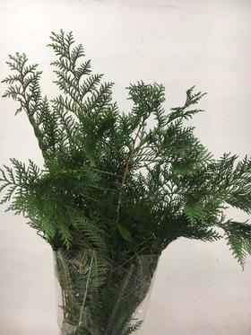 配花-柏松-圣诞花材