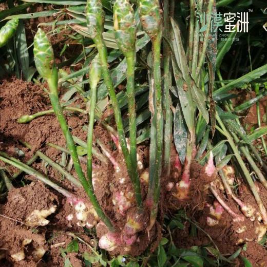 【云南高原小黄姜（ 半老姜）】高原露天种植 不过水 不熏硫 够香够辣 味道浓郁 商品图5